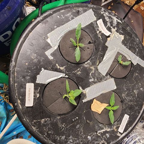 Fast Berry AF Fastbuds growlog photo: Graduation Day!!! DWC 