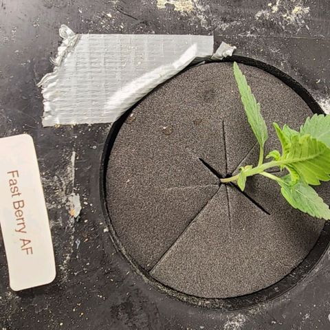 Fast Berry AF Fastbuds growlog photo: Graduation Day!!! DWC 