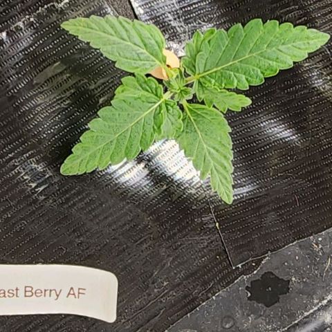 Fast Berry AF Fastbuds growlog photo: Loving her clone collar DWC treatment with Fast Berry and NYC Diesel 