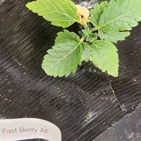 Fast Berry AF Fastbuds growlog photo: Doing great