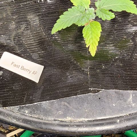 Fast Berry AF Fastbuds growlog photo: Meh...slimy roots. Will wait n see