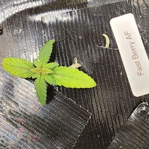 Fast Berry AF Fastbuds growlog photo: Got joined by her sister today