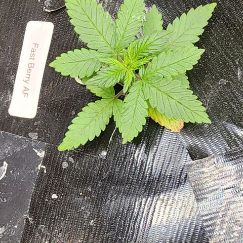 Fast Berry AF Fastbuds growlog photo: Amazing growth going on