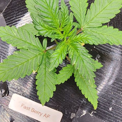 Fast Berry AF Fastbuds growlog photo: She's doing amazing!