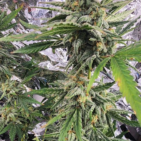 Fast Berry AF Fastbuds growlog timeline photo