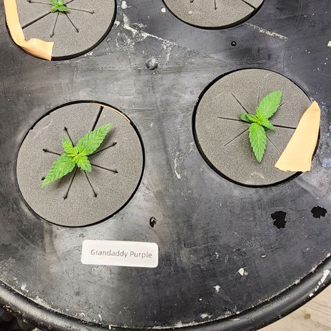 Grandaddy Purple Photo from The Seed Fair x1 growlog timeline photo