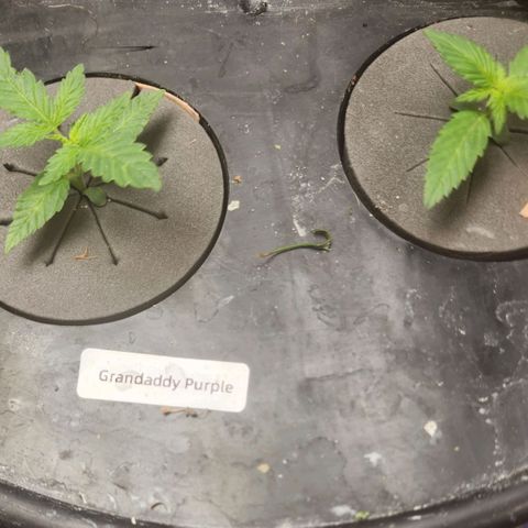 Grandaddy Purple Photo from The Seed Fair x1 growlog photo: Starting to look good