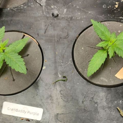 Grandaddy Purple Photo from The Seed Fair x1 growlog photo: This is what I love to see.