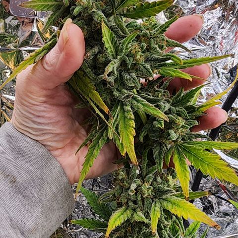 Fast Berry AF Fastbuds growlog photo: Can't wait for chop day