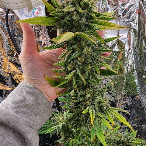 Fast Berry AF Fastbuds growlog photo: Can't wait for chop day