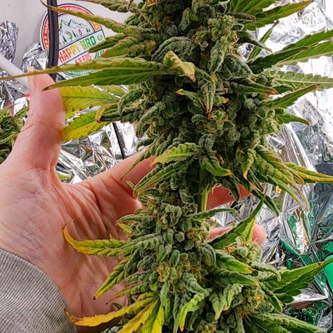 Fast Berry AF Fastbuds growlog photo: Can't wait for chop day