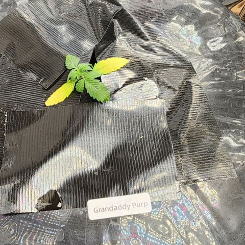 Grandaddy Purple Photo from The Seed Fair x1 growlog photo: Rough start with lighting