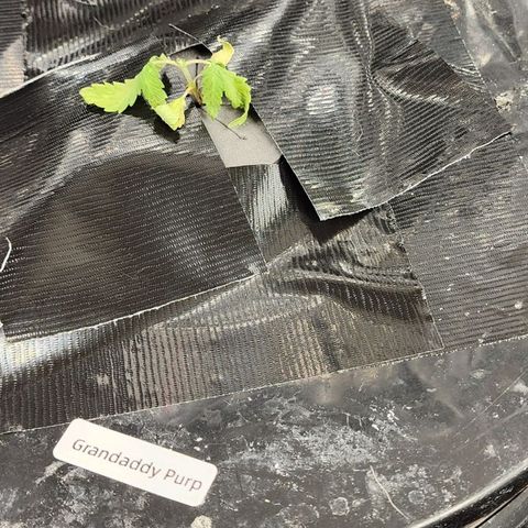 Grandaddy Purple Photo from The Seed Fair x1 growlog photo: Rough start with lighting