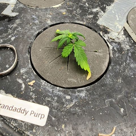 Grandaddy Purple Photo from The Seed Fair x1 growlog photo: Recovering is all I can say