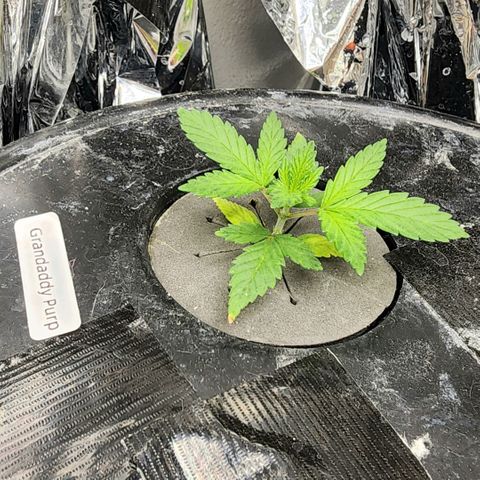 Grandaddy Purple Photo from The Seed Fair x1 growlog photo: She's getting some strong roots going. 