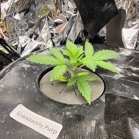 Grandaddy Purple Photo from The Seed Fair x1 growlog photo: She seems to get bigger whenever I blink. Best roots out of entire run atm. 