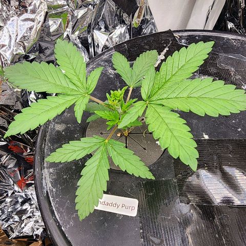 Grandaddy Purple Photo from The Seed Fair x1 growlog photo: Filming and still going strong