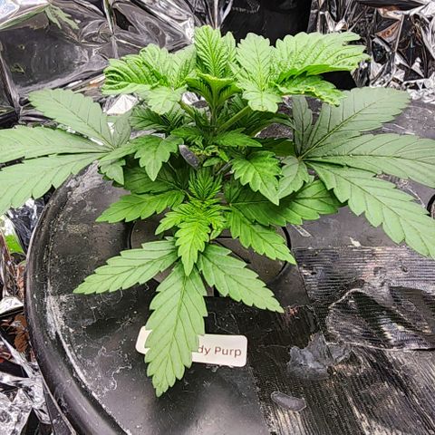 Grandaddy Purple Photo from The Seed Fair x1 growlog photo: Topped 2 days ago and she's taken it in stride.