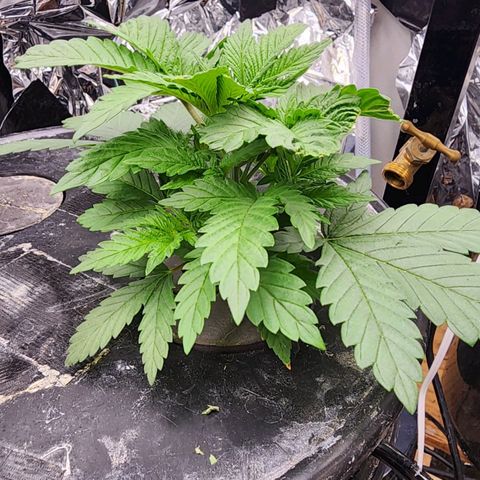 Grandaddy Purple Photo from The Seed Fair x1 growlog photo: She just keeps growing 