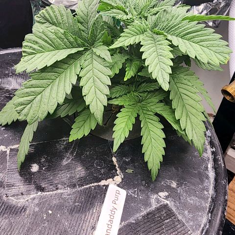 Grandaddy Purple Photo from The Seed Fair x1 growlog photo: She's mounding so beautifully 