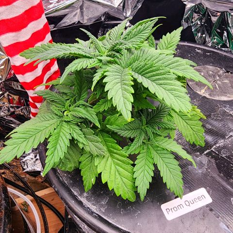Grandaddy Purple Photo from The Seed Fair x1 growlog photo: Looking amazing and smells wonderful 