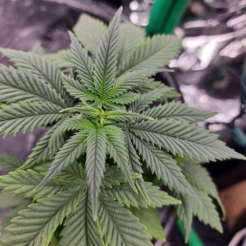 Grandaddy Purple Photo from The Seed Fair x1 growlog photo: She's finally getting some stretch. LST to follow