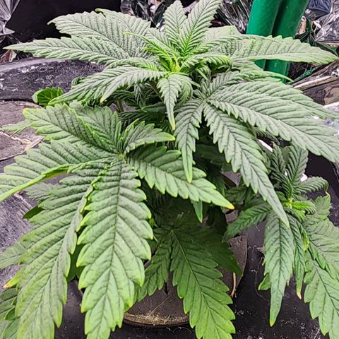 Grandaddy Purple Photo from The Seed Fair x1 growlog photo: She's finally getting some stretch. LST to follow