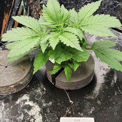 Grandaddy Purple Photo from The Seed Fair x1 growlog photo: She be catching up to Big Sis fast. Exactly 30 days apart on germ.