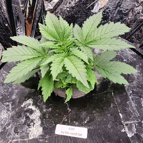 Grandaddy Purple Photo from The Seed Fair x1 growlog photo: She be catching up to Big Sis fast. Exactly 30 days apart on germ.
