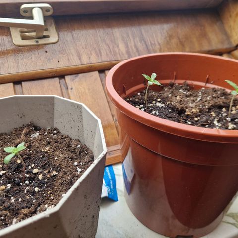 Sticky Orange XXL Automatic growlog timeline photo