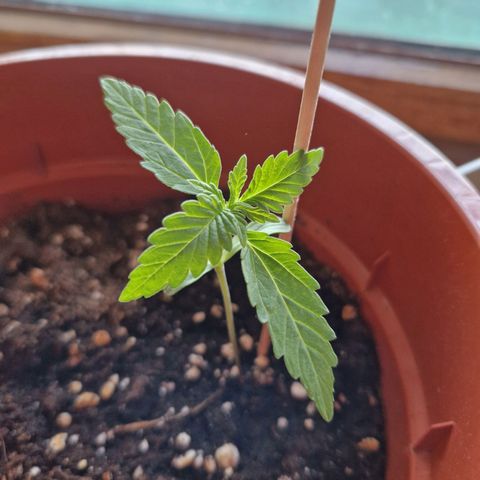 Sticky Orange XXL Automatic growlog timeline photo