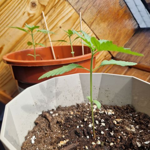 Sticky Orange XXL Automatic growlog timeline photo