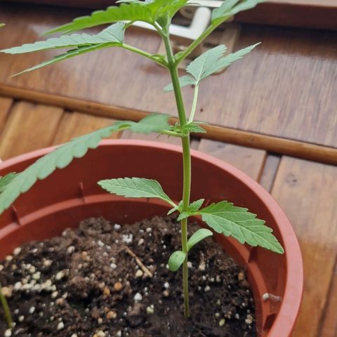 Sticky Orange XXL Automatic growlog timeline photo