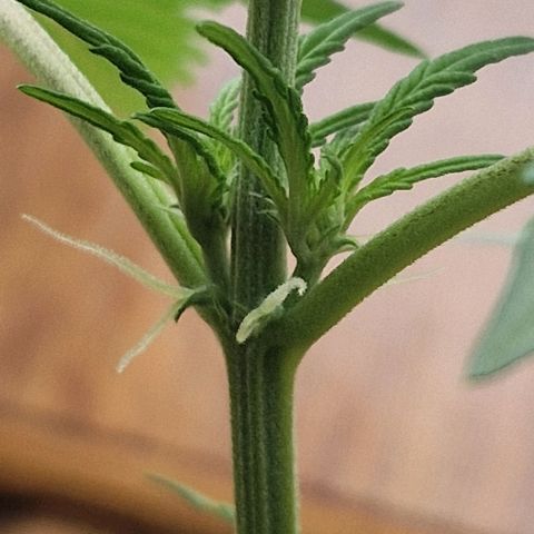 Sticky Orange XXL Automatic growlog timeline photo