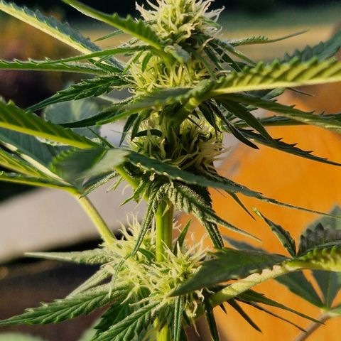 Sticky Orange XXL Automatic growlog timeline photo