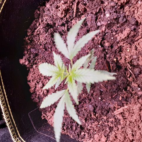 Sku 1 growlog timeline photo