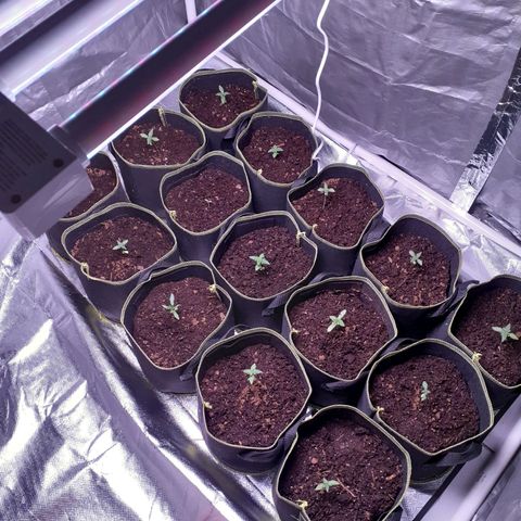 Sku 1 growlog photo: Grow House Built