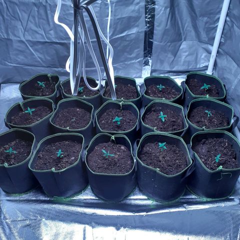 Sku 1 growlog photo: Grow House Built