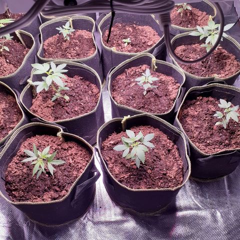Sku 1 growlog timeline photo