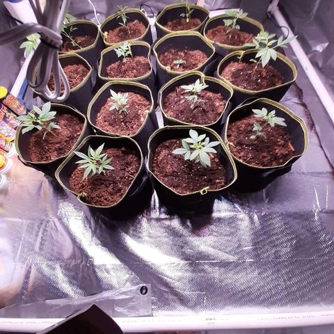 Sku 5 growlog timeline photo