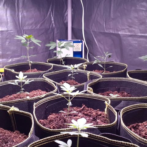 Sku 5 growlog timeline photo
