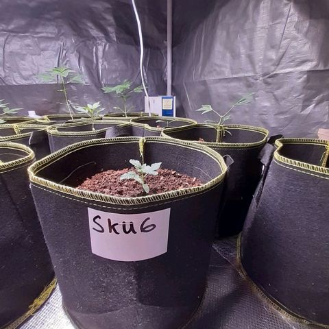 Sku 6 growlog timeline photo