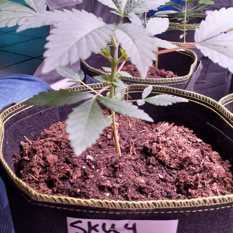 Sku 4 growlog timeline photo