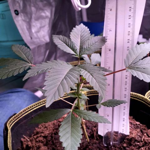 Sku 4 growlog timeline photo