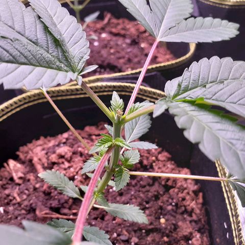 Sku 4 growlog timeline photo