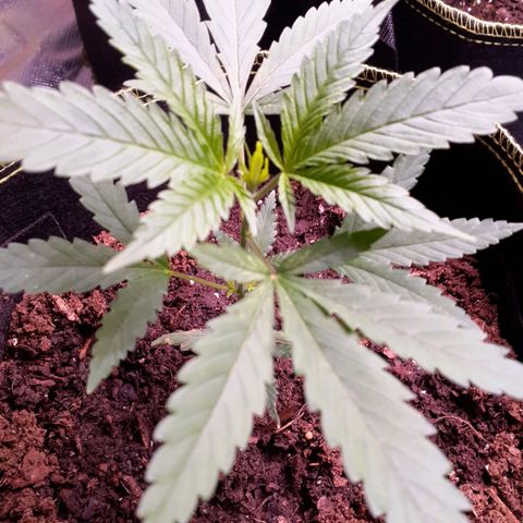 Sku 1 growlog timeline photo