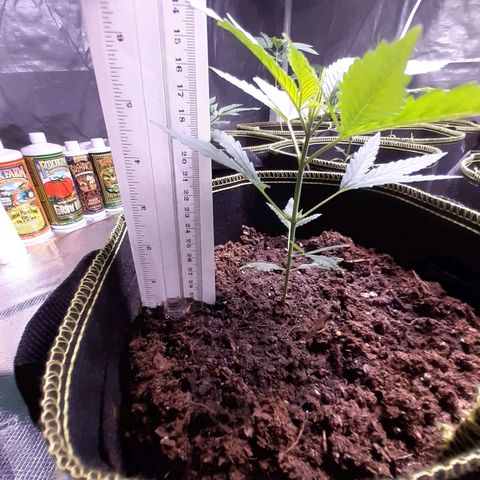Sku 1 growlog timeline photo