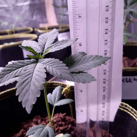 Sku 3 growlog timeline photo