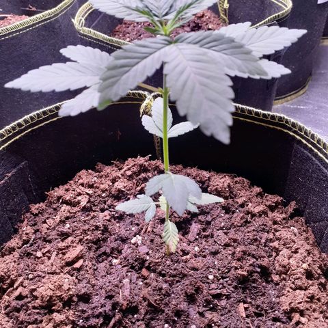 Sku 3 growlog timeline photo