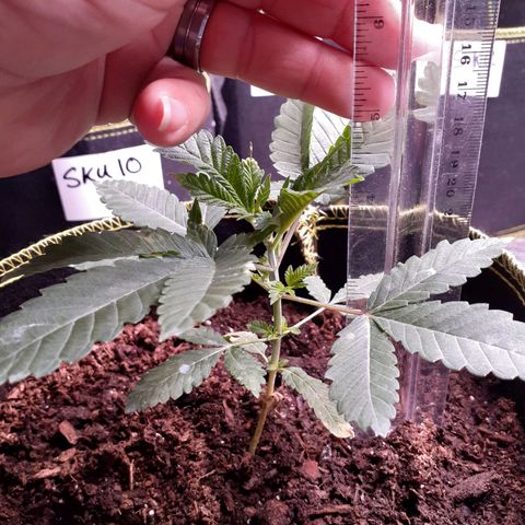 Sku 9 growlog timeline photo